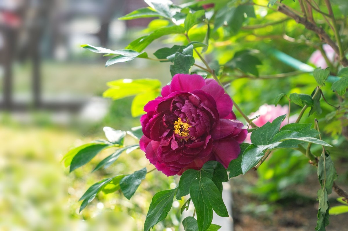 牡丹花开（10）