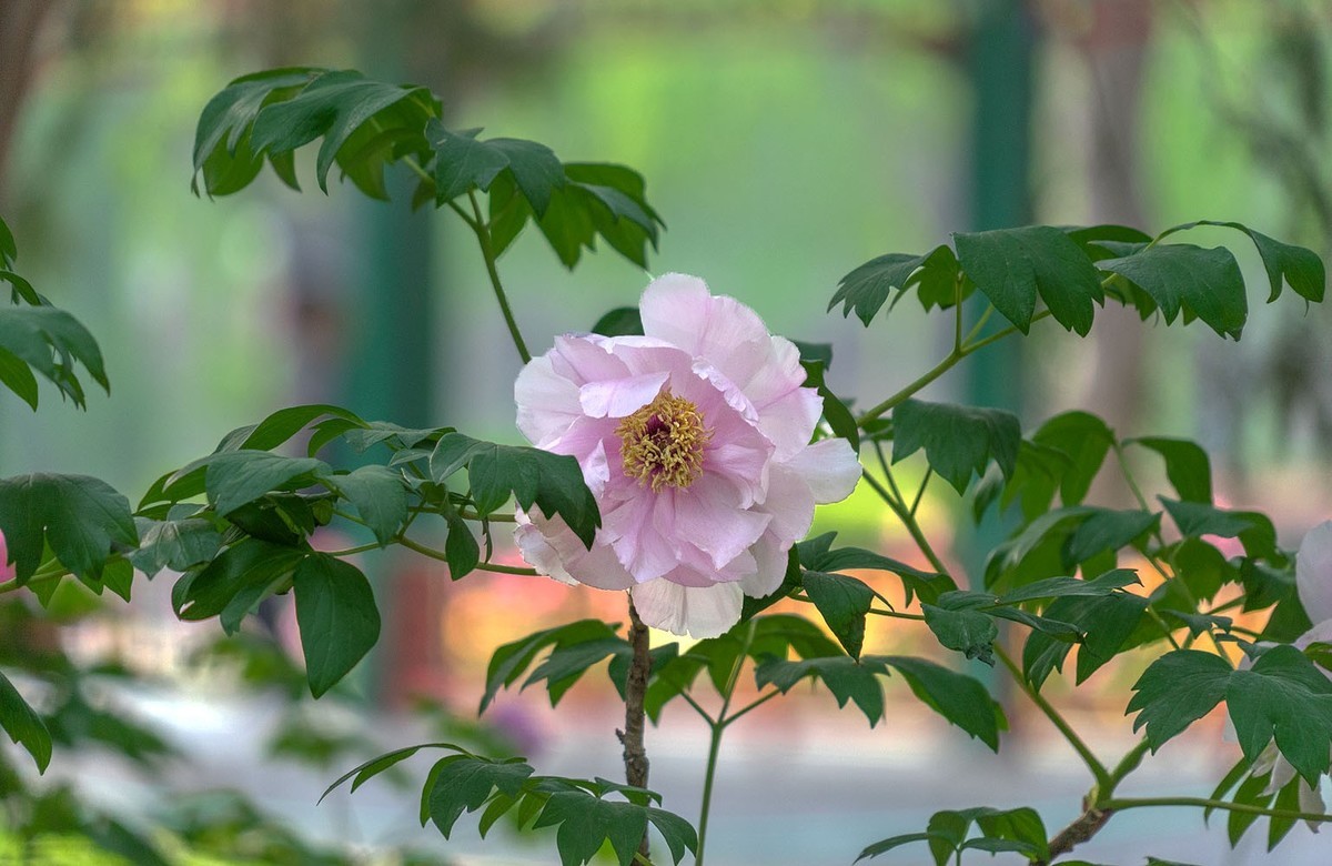 牡丹花开（10）