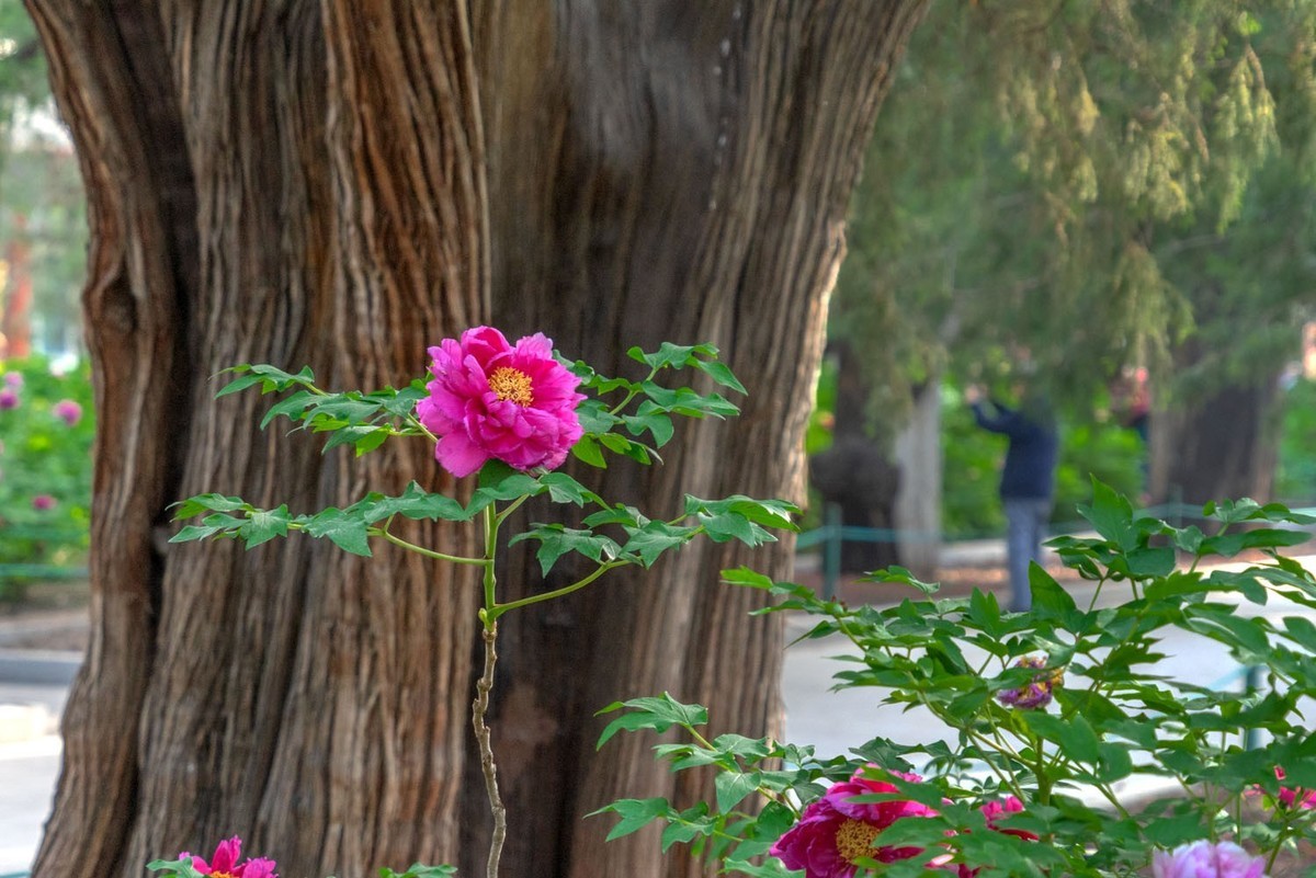 牡丹花开（10）