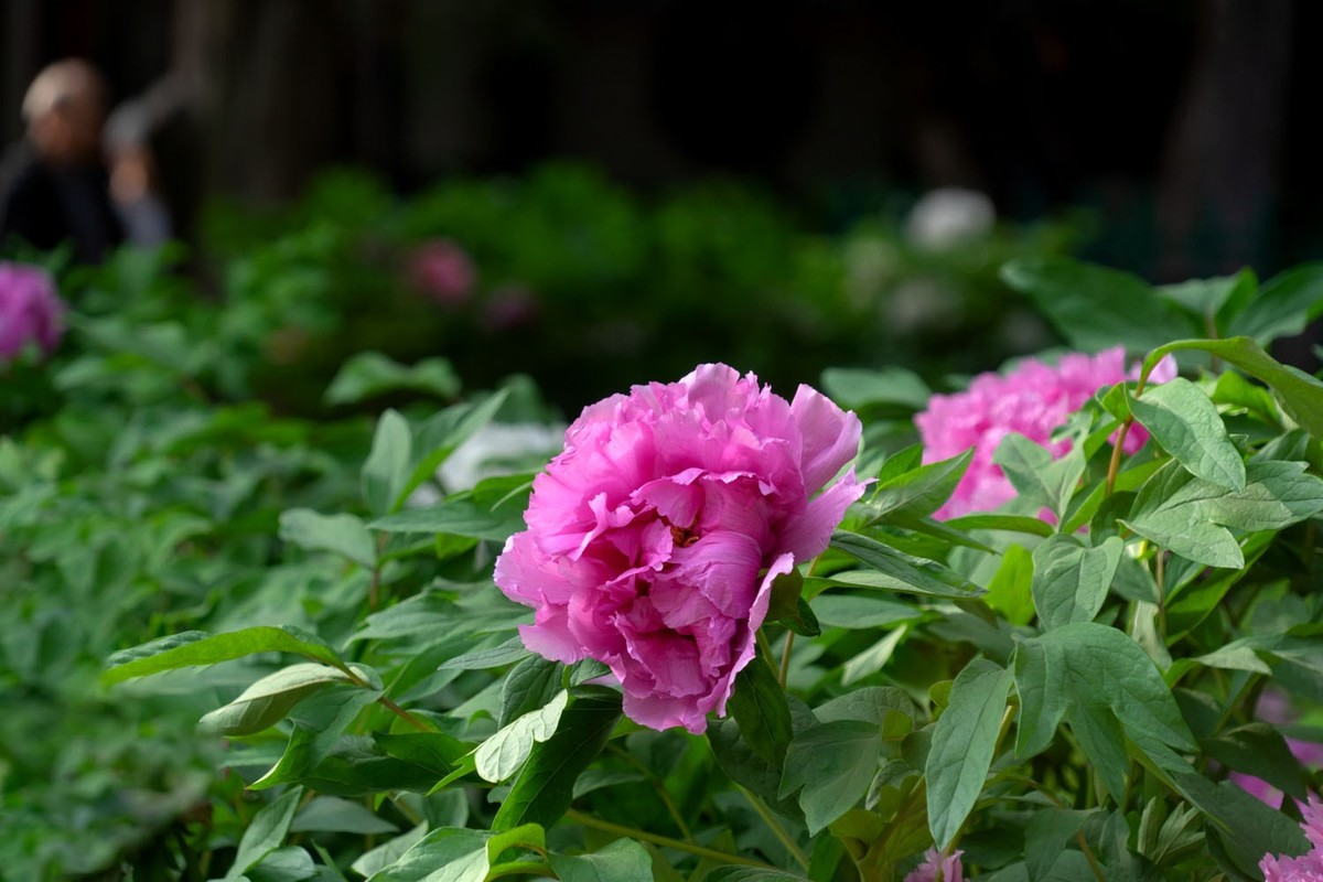 牡丹花开（10）