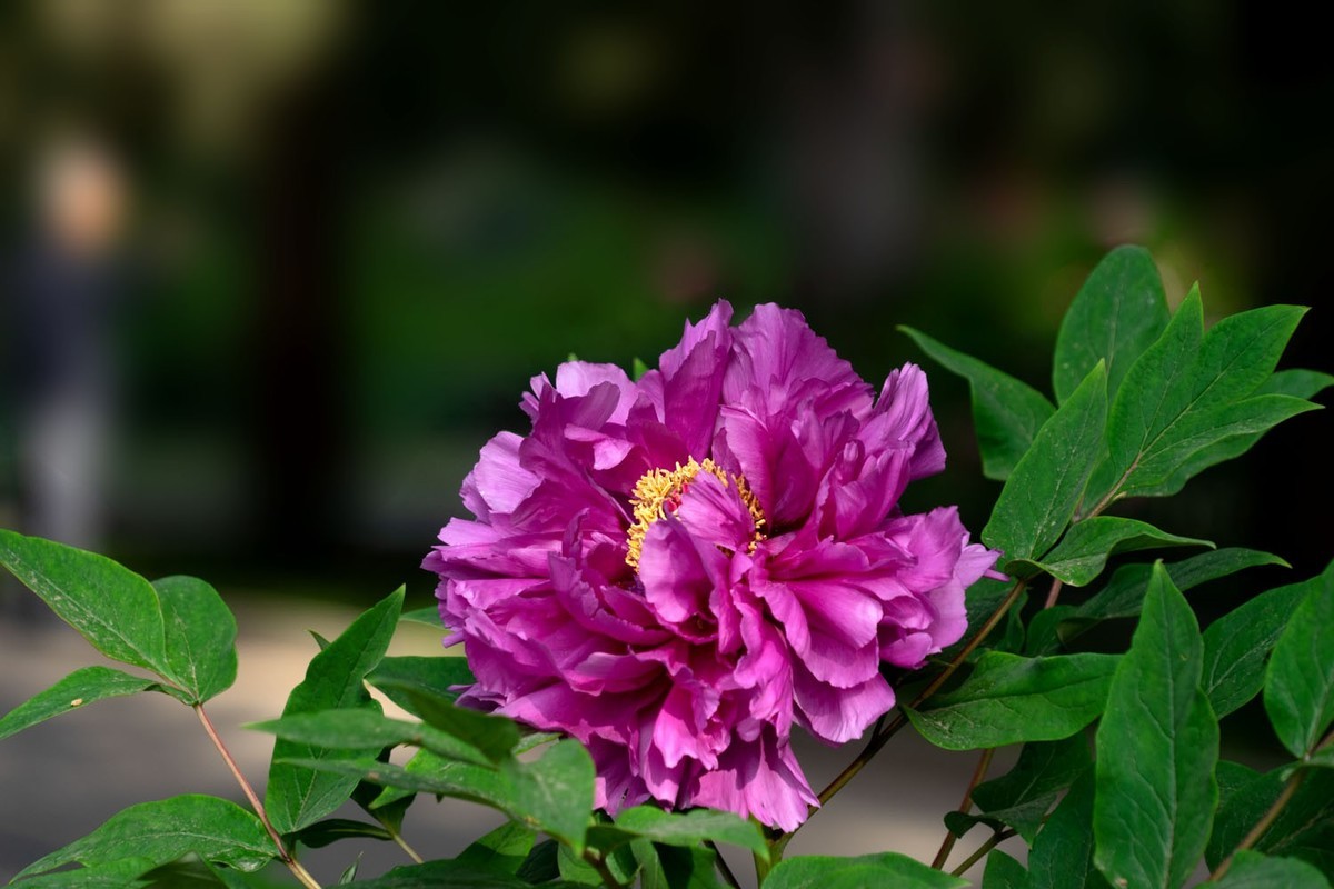 牡丹花开（10）