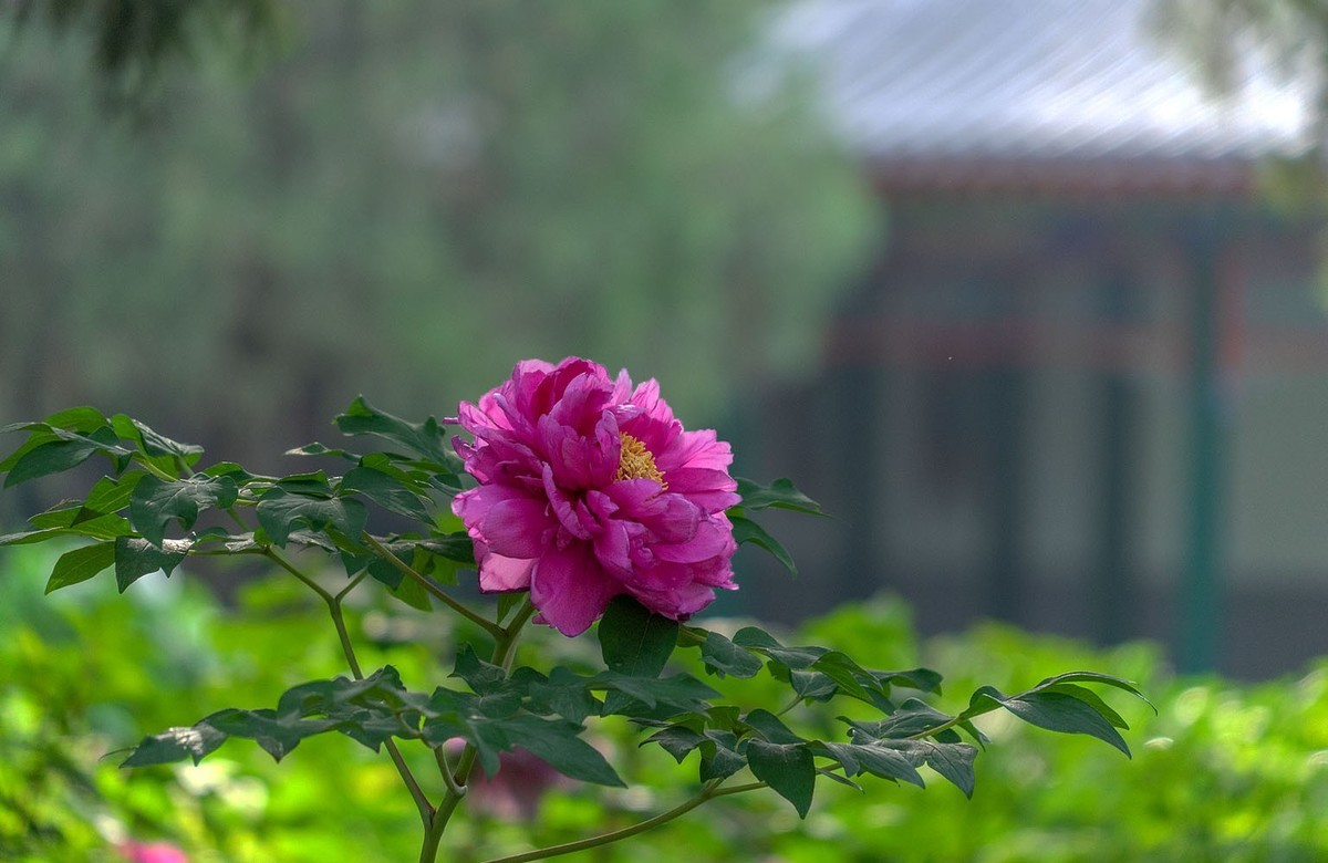 牡丹花开（10）