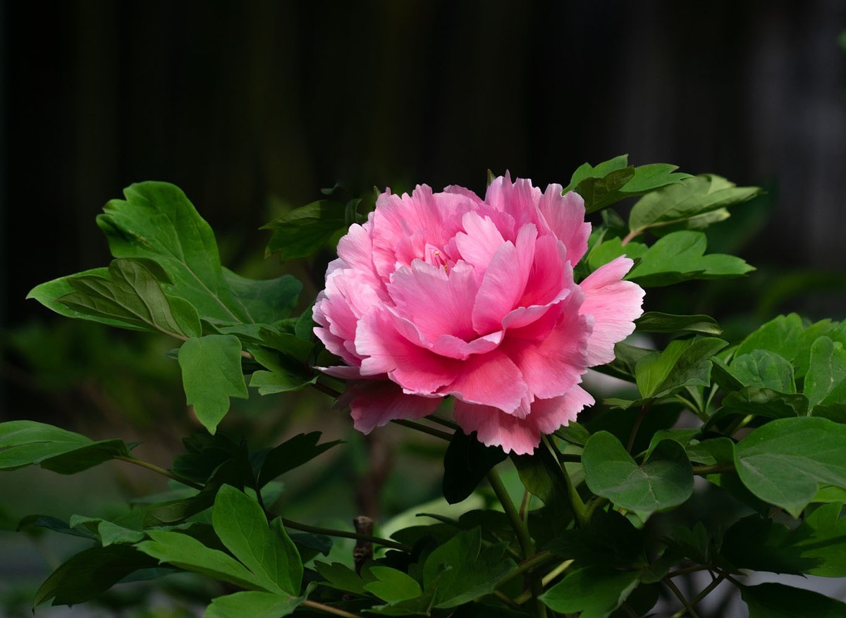 牡丹花开（10）