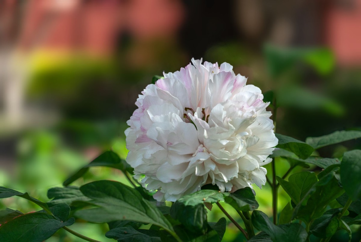 牡丹花开（10）