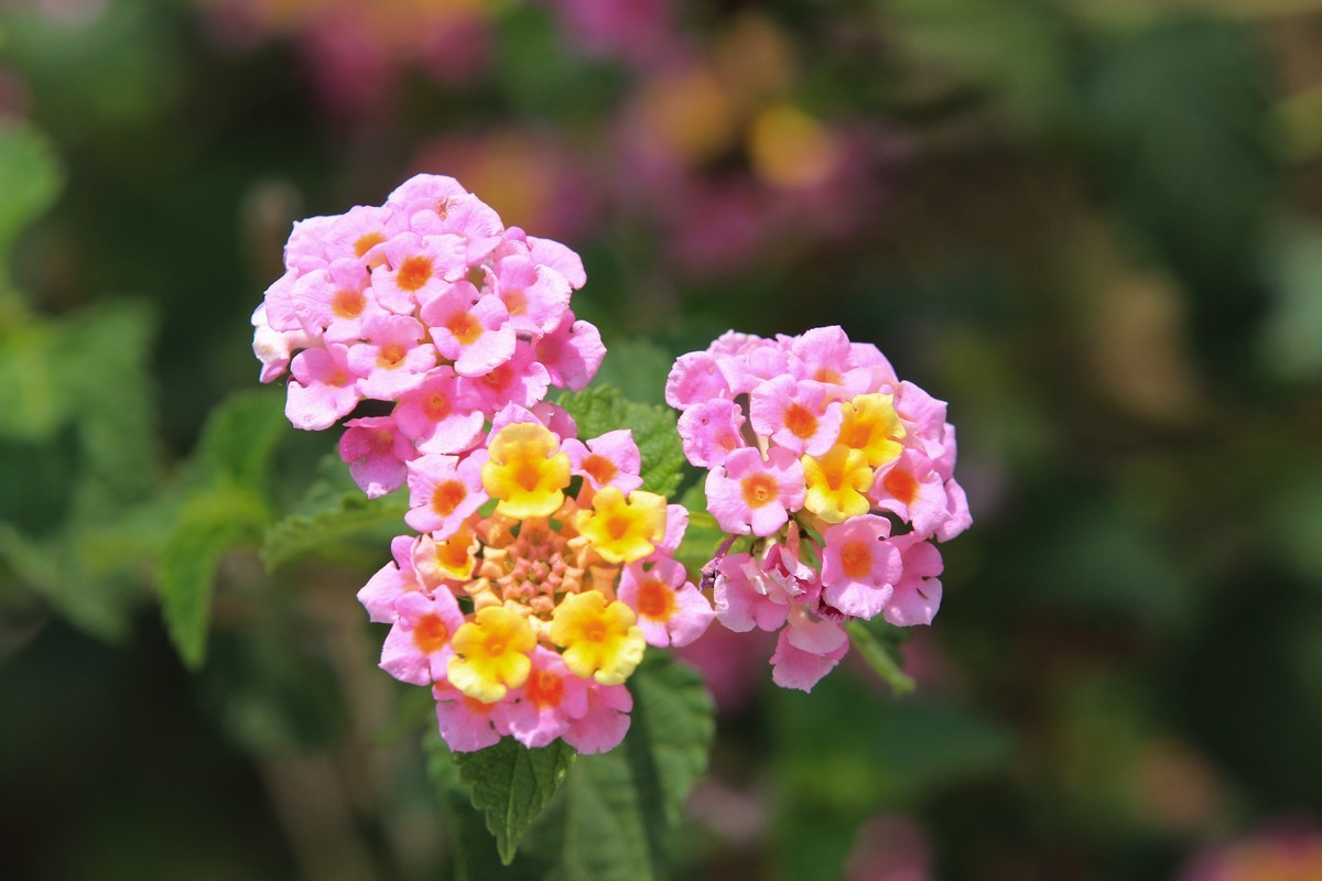 拍摄花卉一（585）