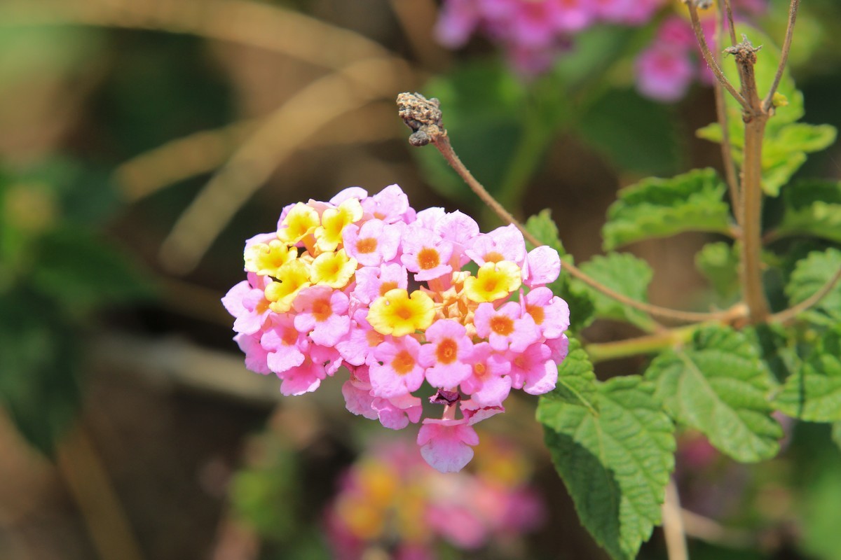 拍摄花卉一（585）