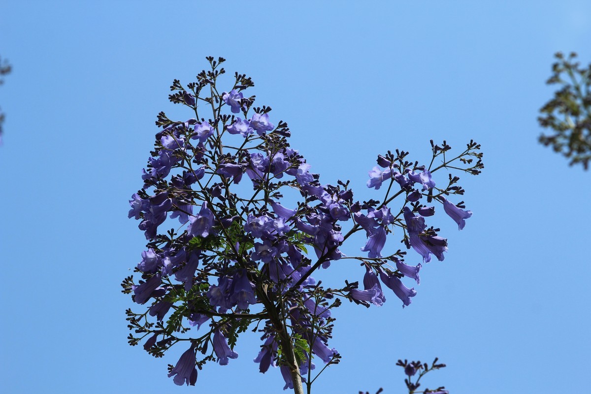 拍摄花卉一（585）