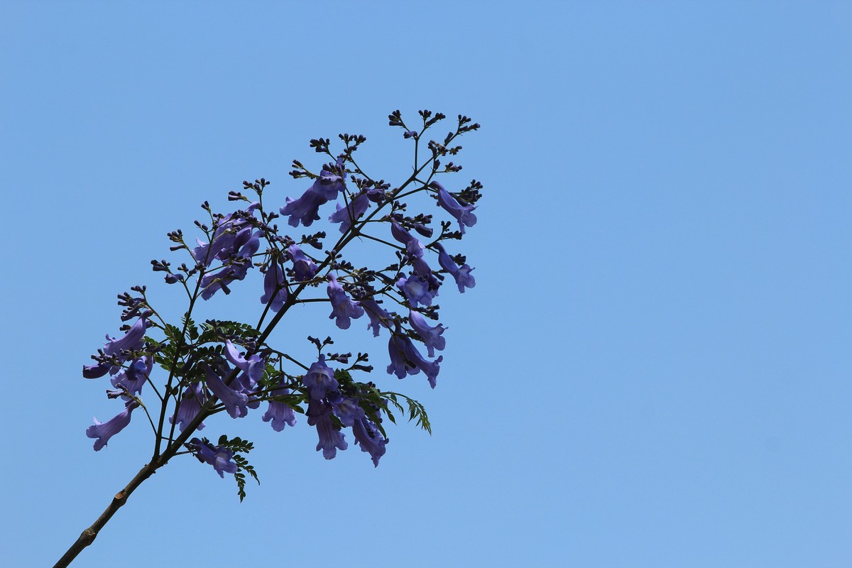 拍摄花卉一（585）