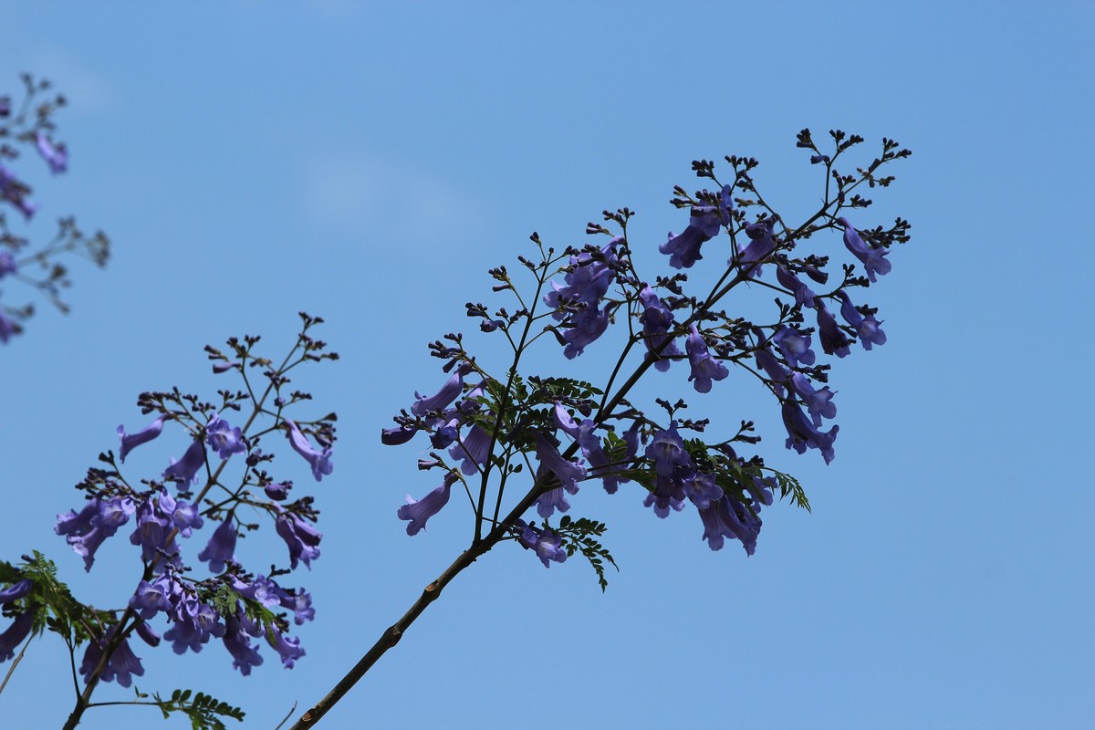 拍摄花卉一（585）