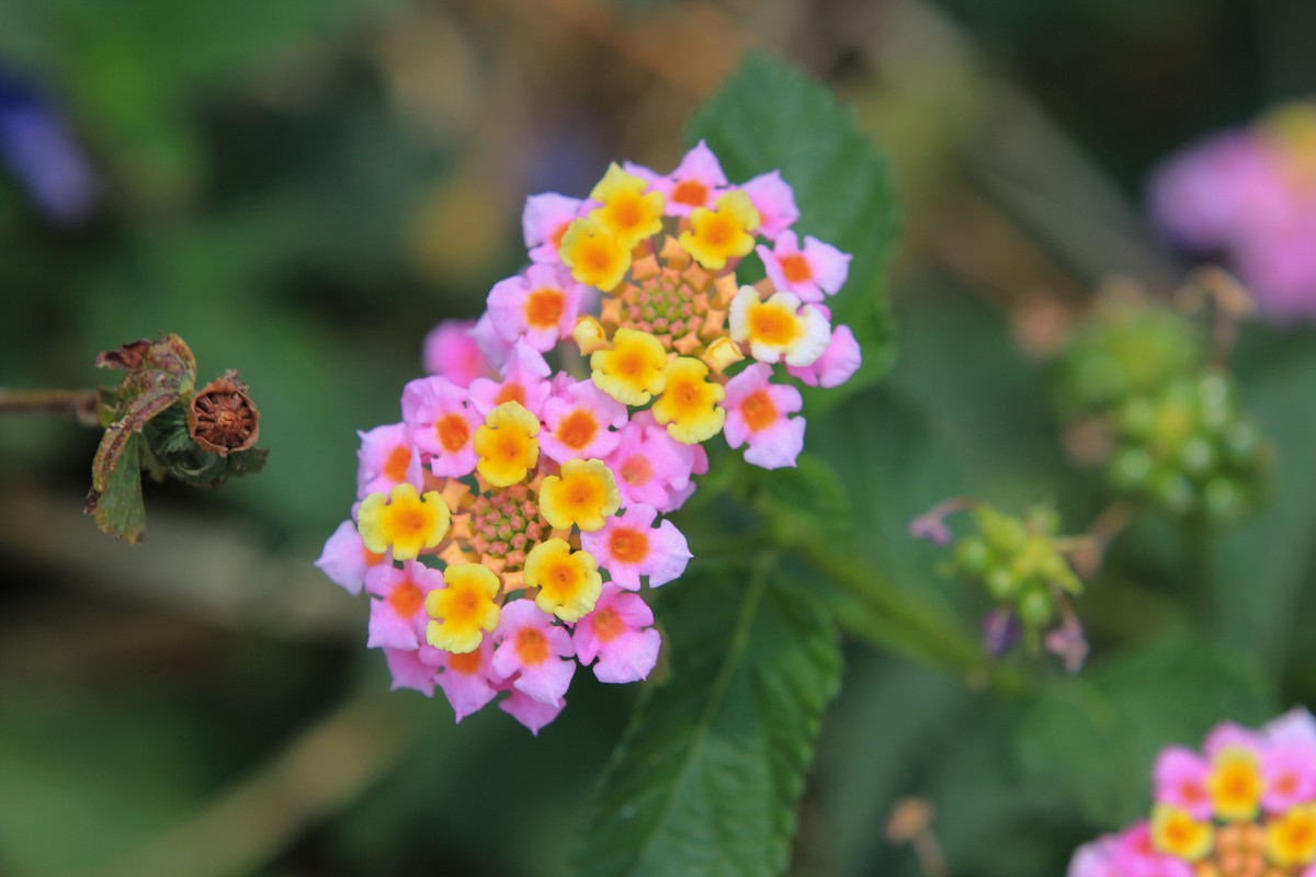 拍摄花卉一（585）