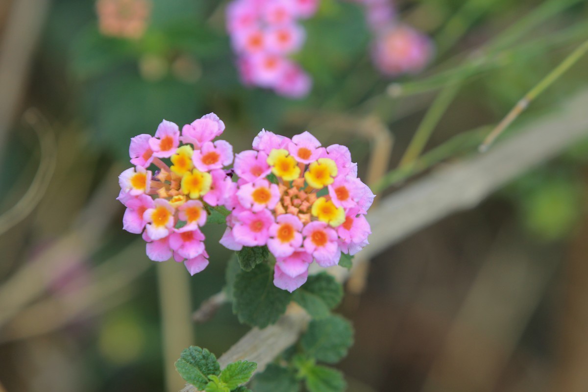 拍摄花卉一（585）