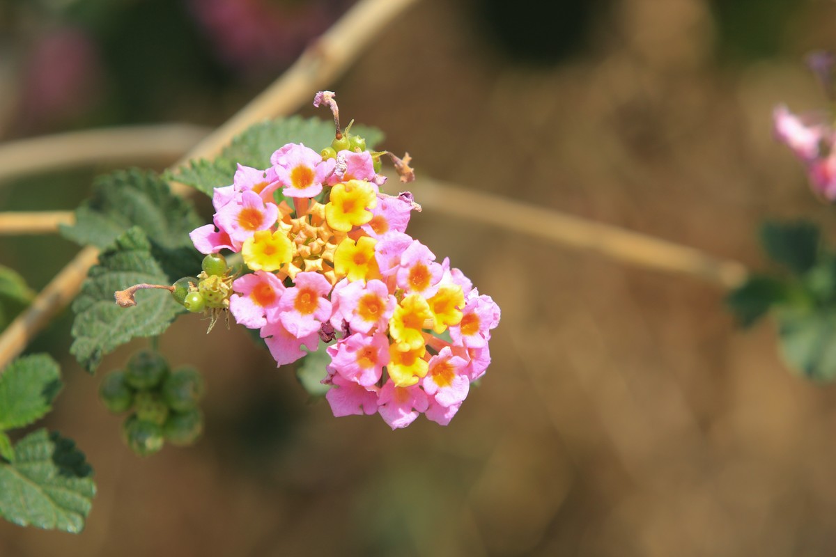 拍摄花卉一（585）