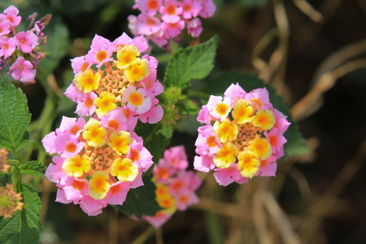 拍摄花卉一（585）