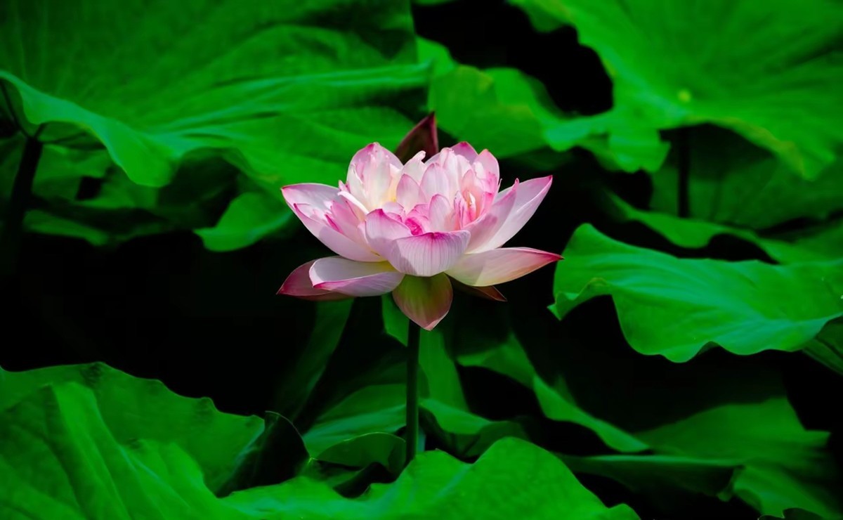 月湖公园荷花开放--1