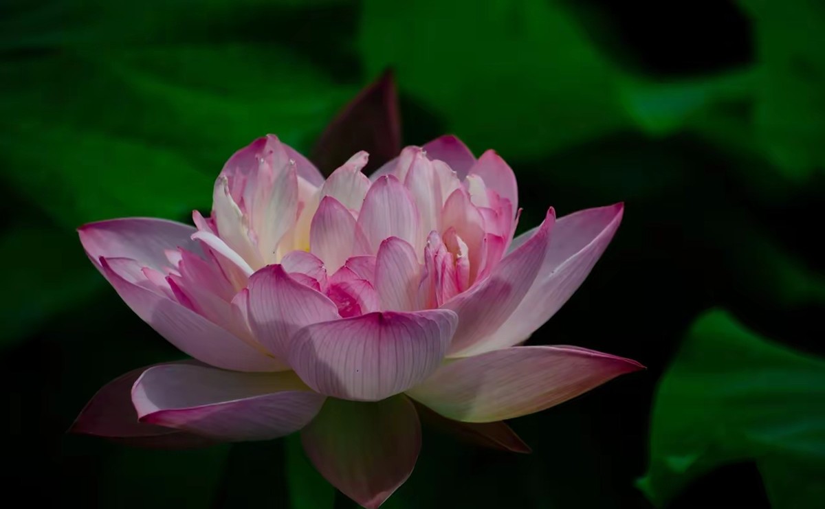 月湖公园荷花开放--1