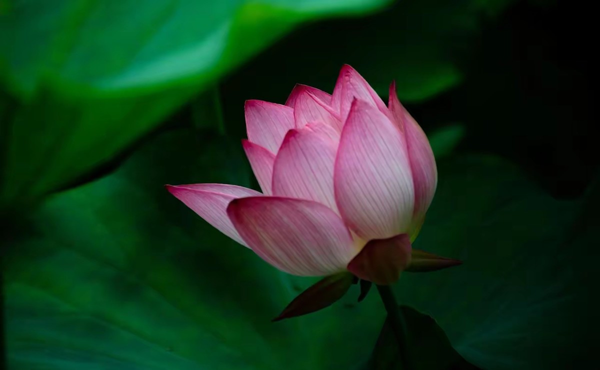 月湖公园荷花开放--1