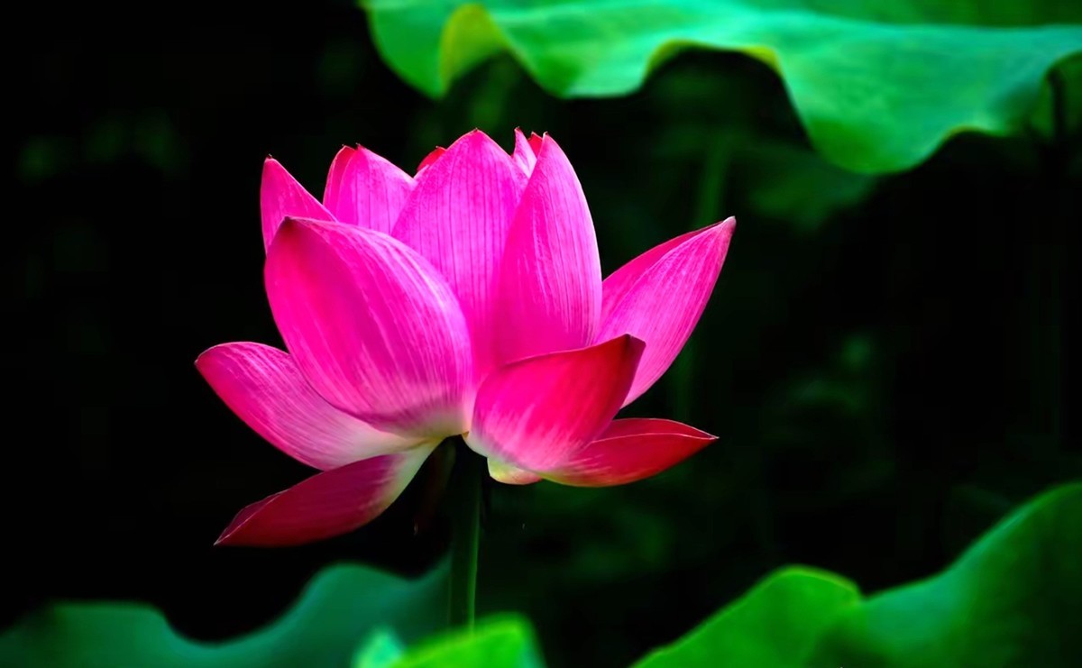 月湖公园荷花开放--1