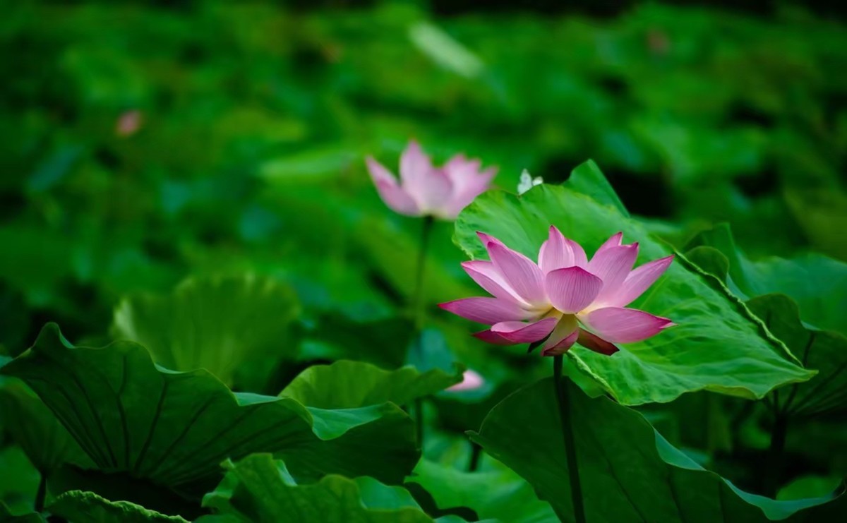 月湖公园荷花开放--1