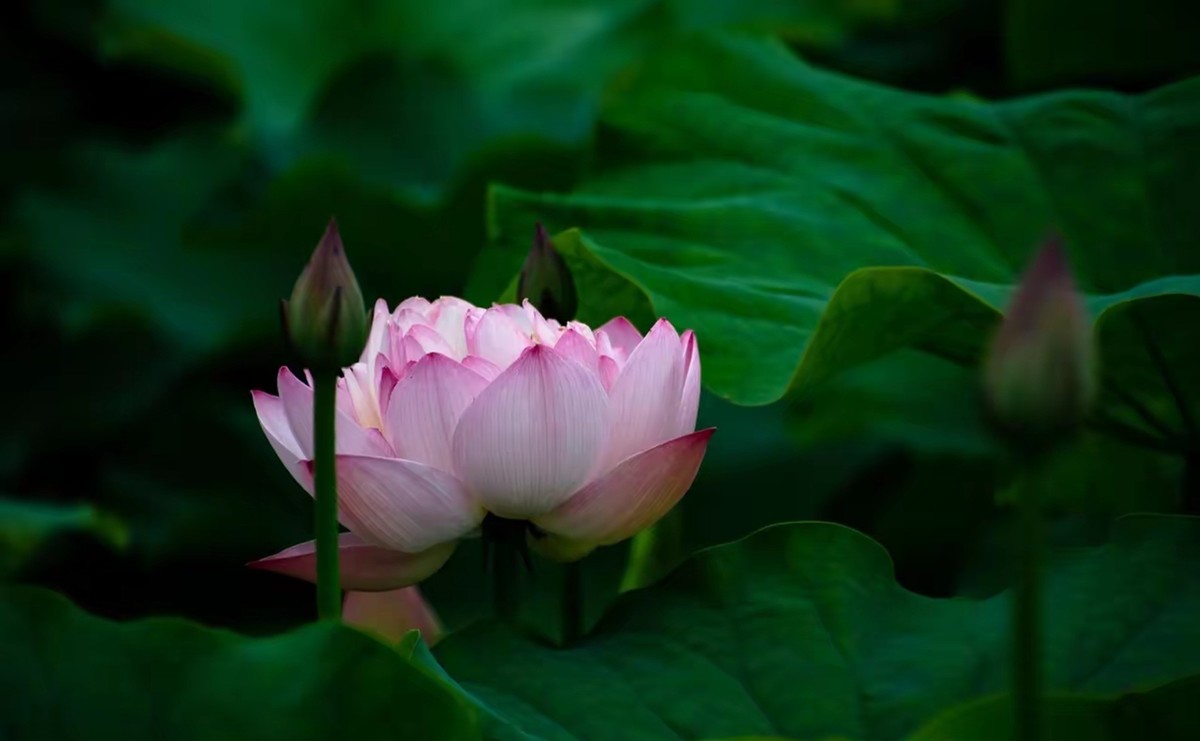 月湖公园荷花开放--1