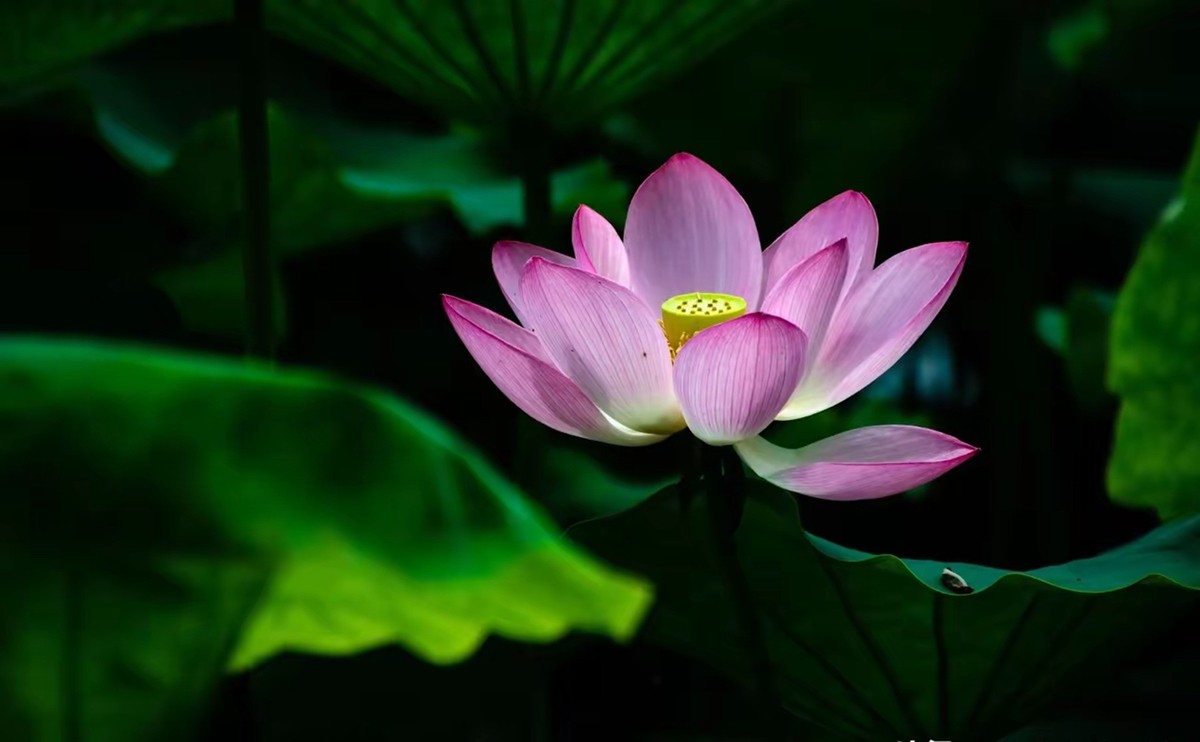 月湖公园荷花开放--1