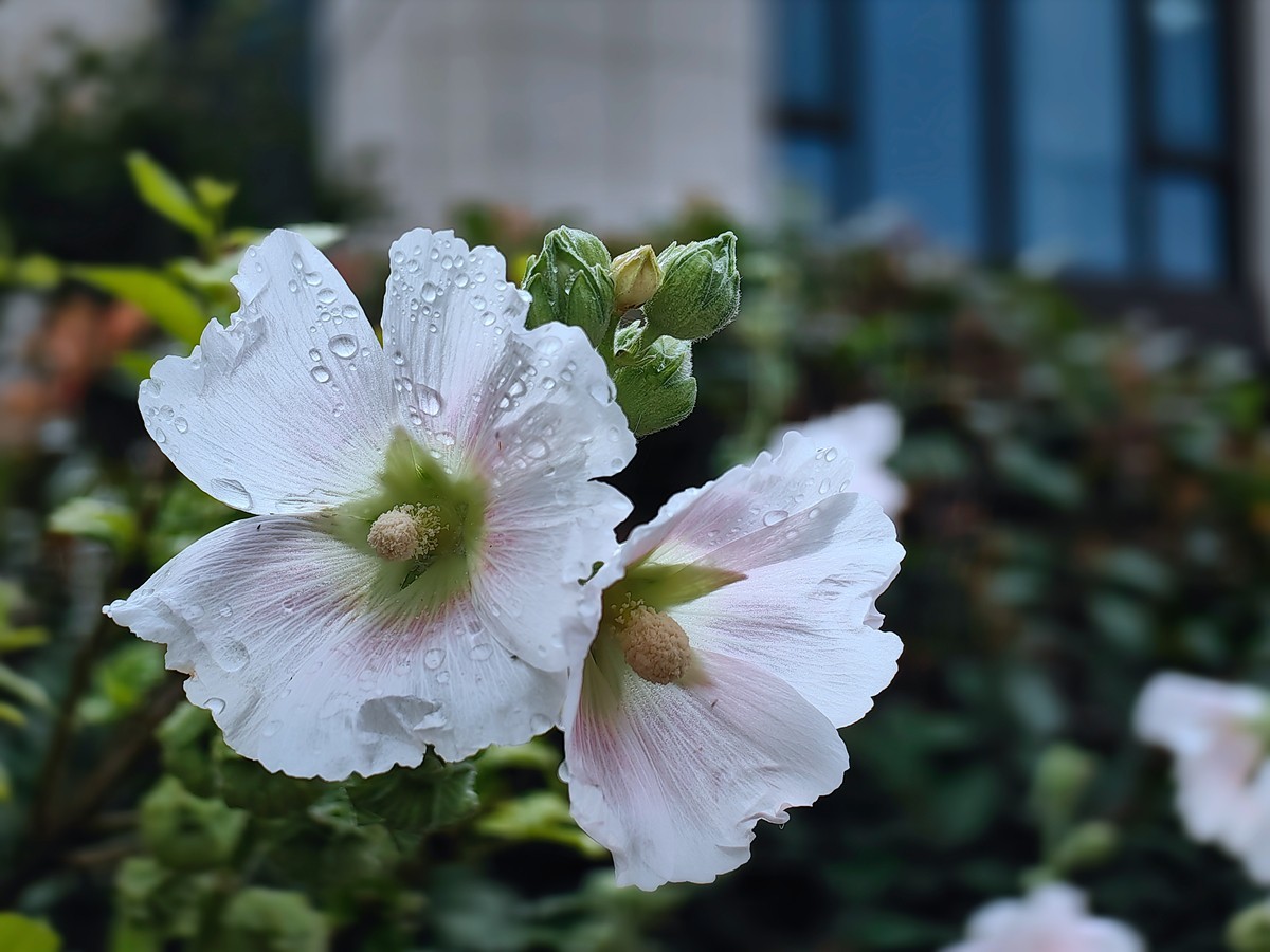 合肥随拍（二）