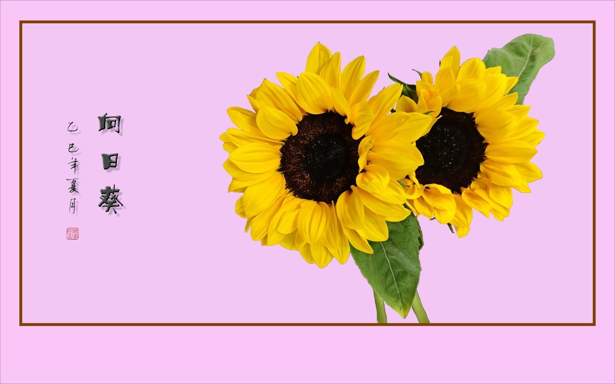 用葵花祝高考学子一举夺魁