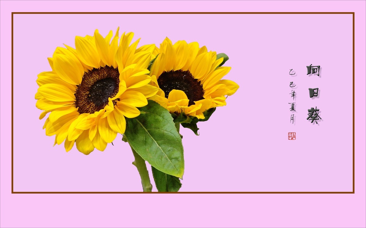 用葵花祝高考学子一举夺魁