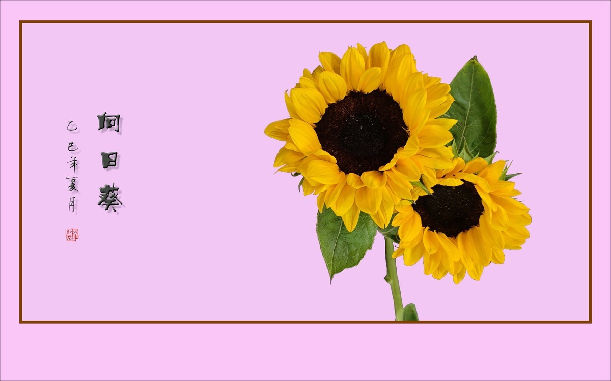 用葵花祝高考学子一举夺魁