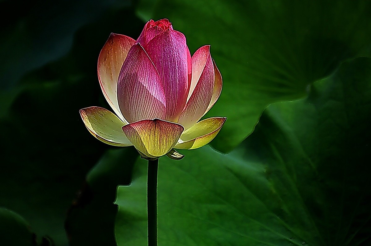 武汉荷花