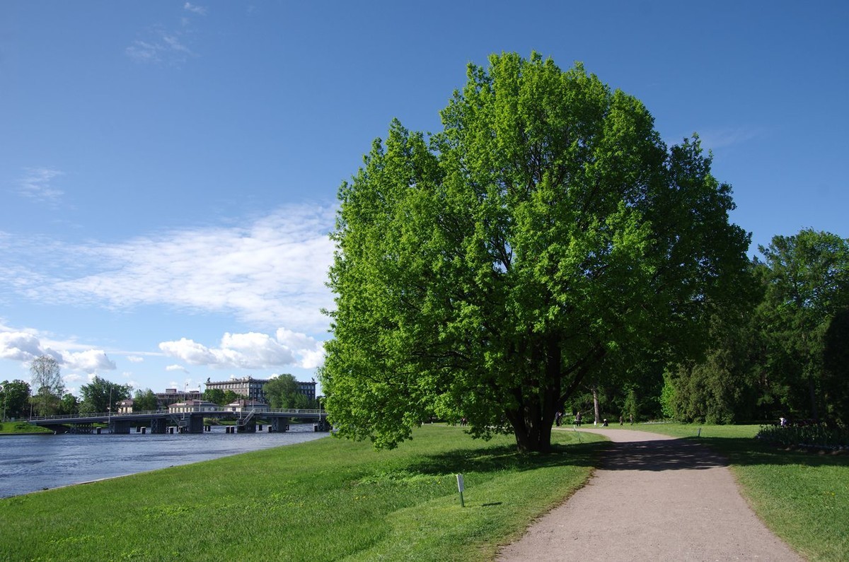 圣彼得堡阿尔金岛公园掠影