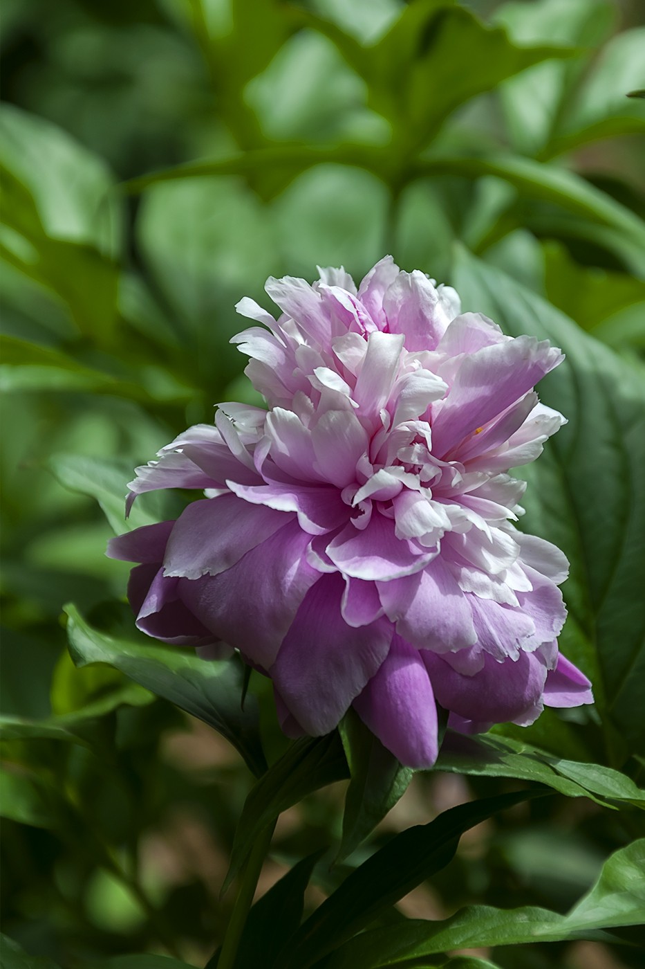 百花公园的春天-3