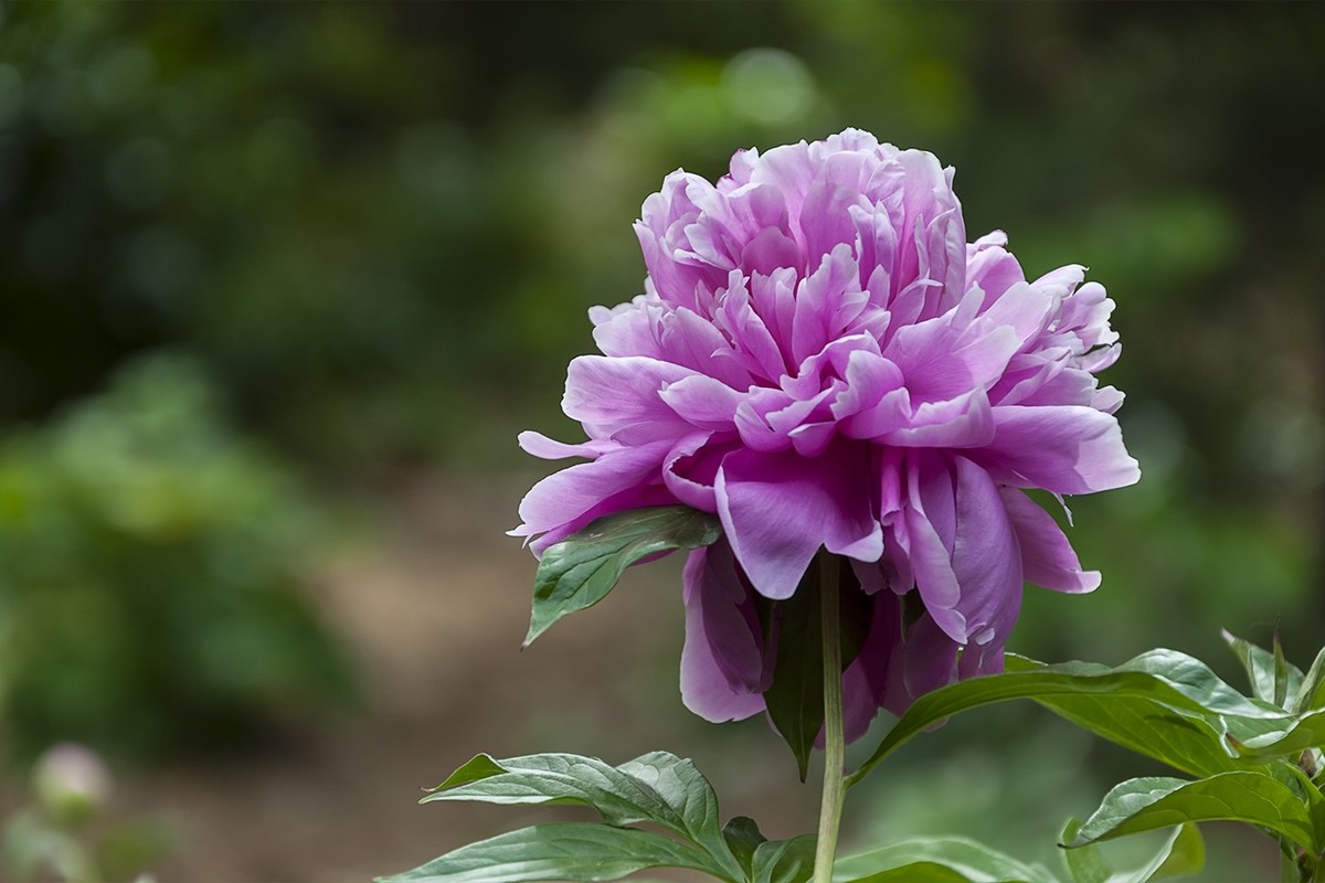 百花公园的春天-3