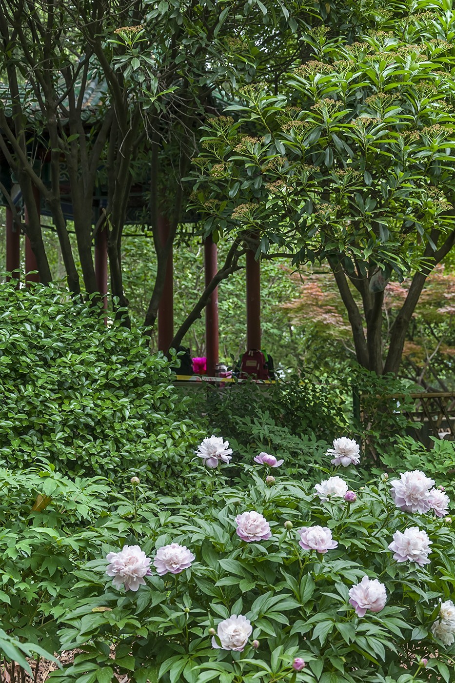 百花公园的春天-3