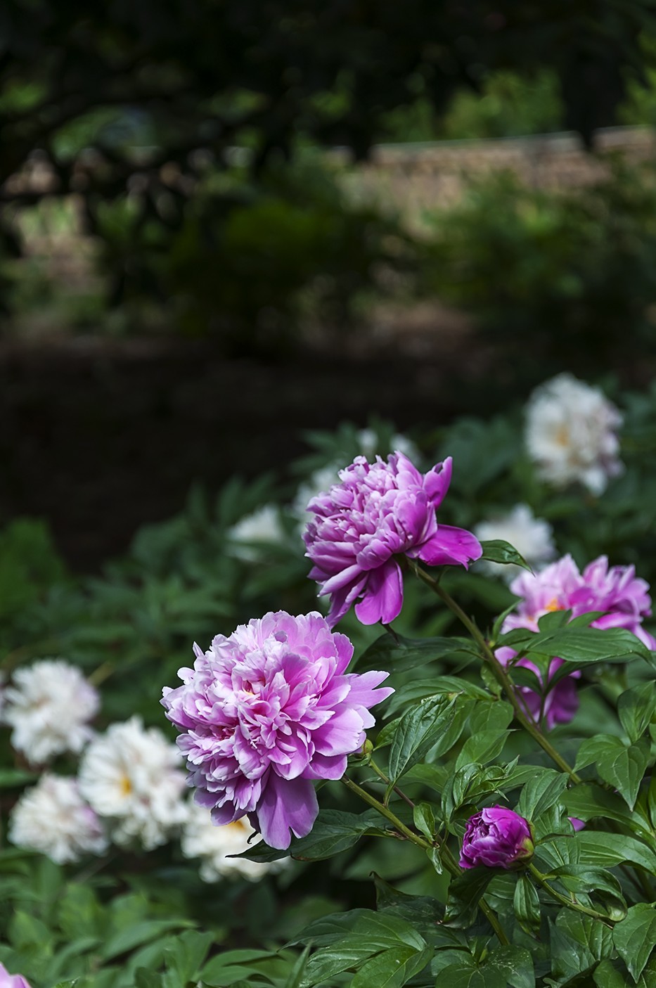 百花公园的春天-3