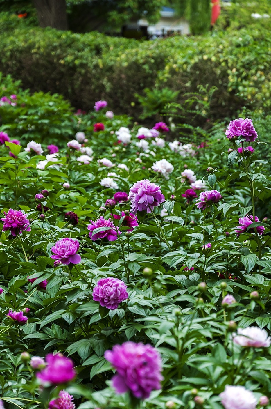 百花公园的春天-3