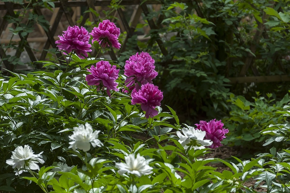 百花公园的春天-3