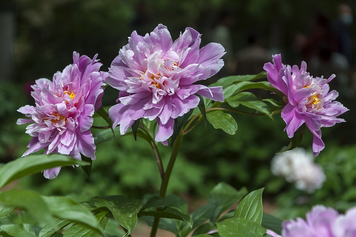 百花公园的春天-3