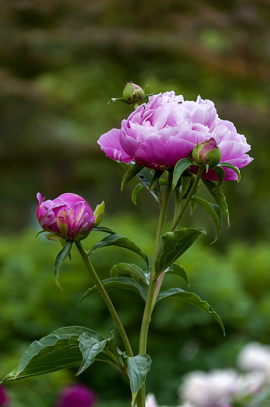 百花公园的春天-3