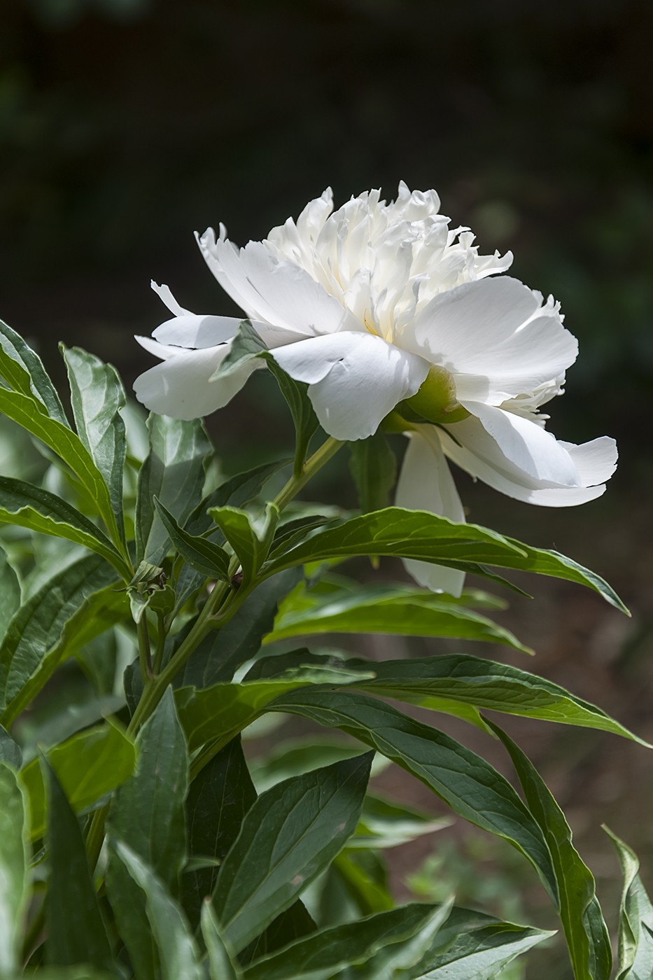 百花公园的春天-3