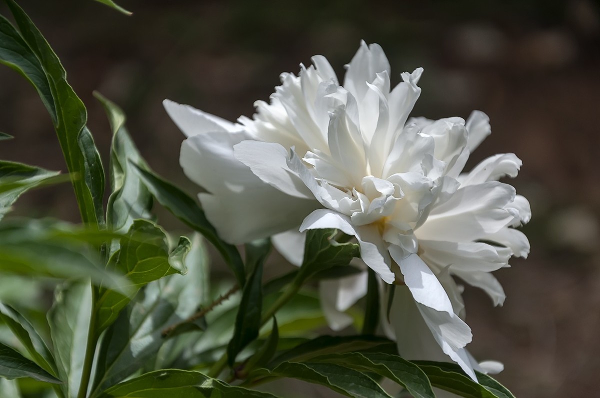 百花公园的春天-3