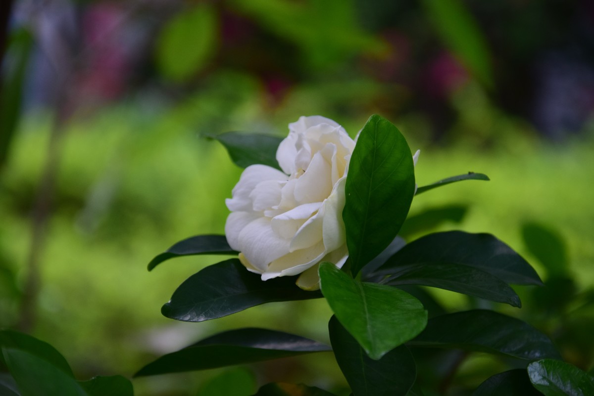 很久不玩摄影了，今天心血来潮