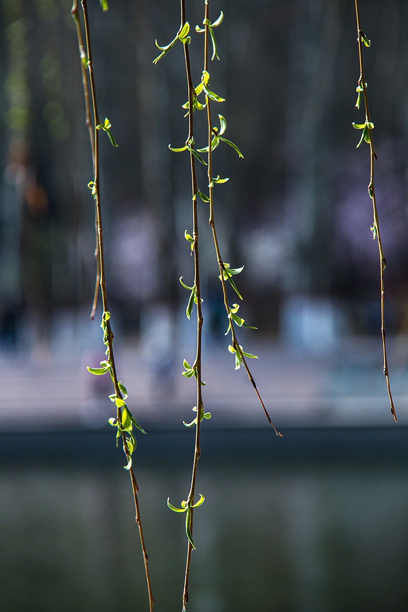 阳光明媚漾春辉