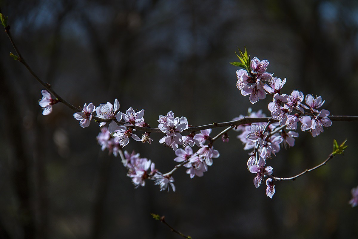 阳光明媚漾春辉