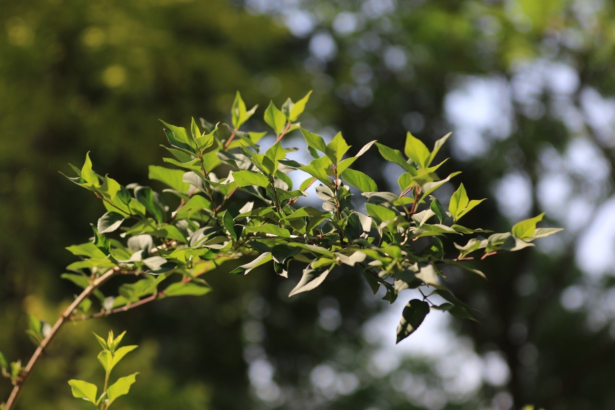小区散步随拍花花草草
