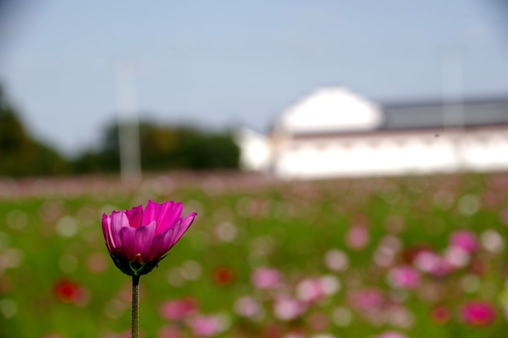 严家桥花海稻田