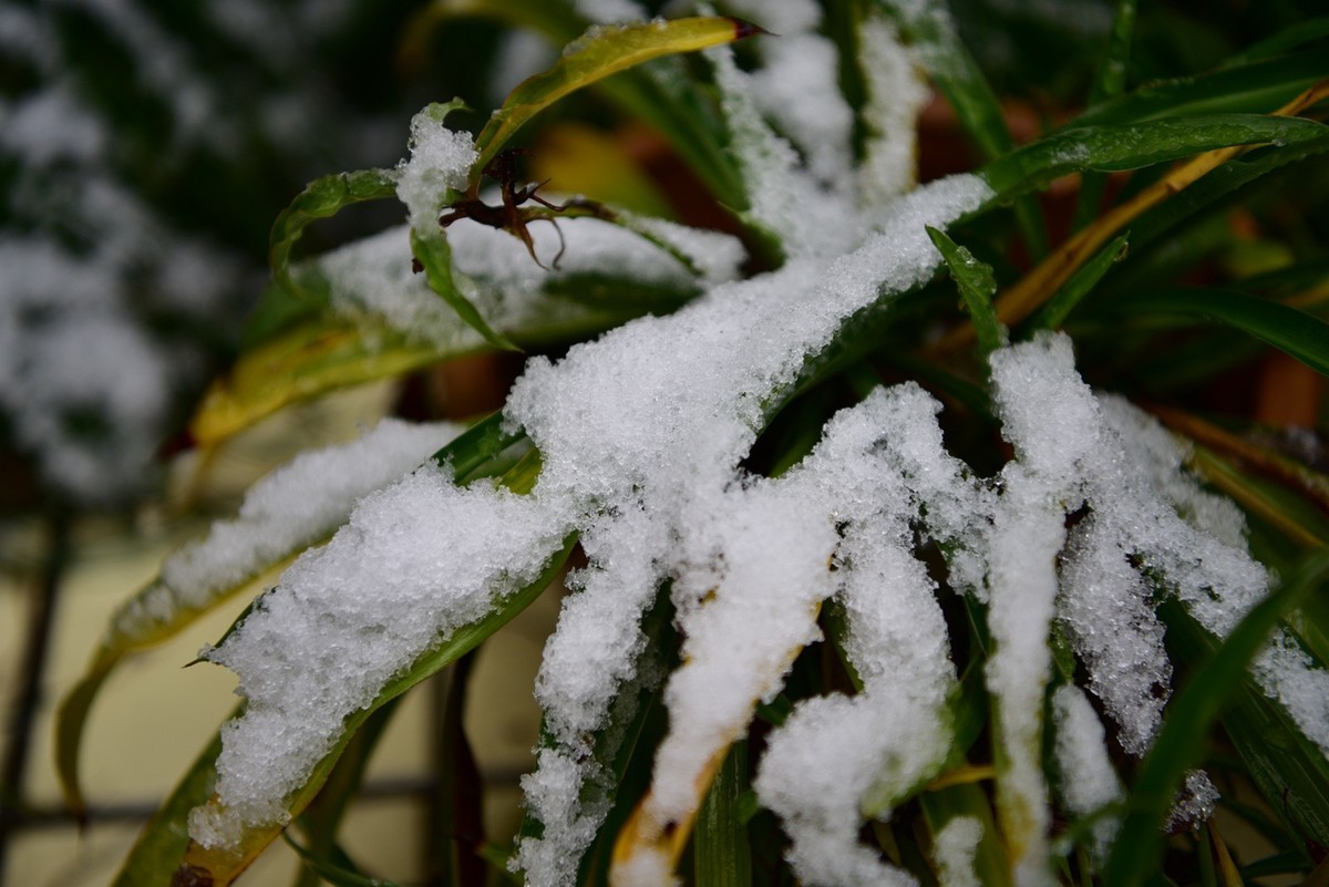 湖南严冬本市雪景掠影