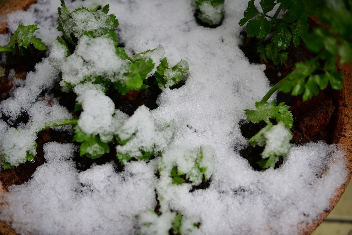 湖南严冬本市雪景掠影