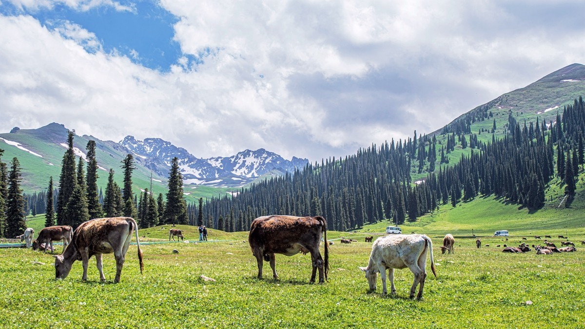 新疆行游--那拉提草原【10】