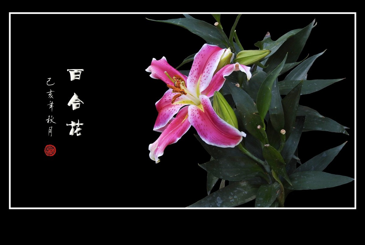 和和睦睦的百合花贺 龙年初四