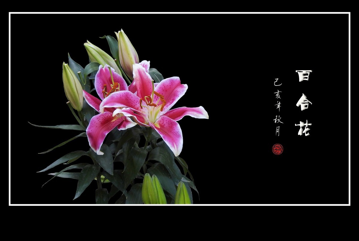 和和睦睦的百合花贺 龙年初四